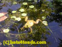 /home//u458753944/public_html/sourcegallery//Frogs/More bullfrogs/DSCN5479.JPG